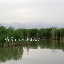Բ
