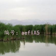 ʶ