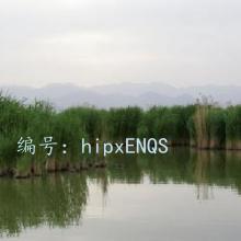 ʶ