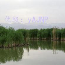 ʶ