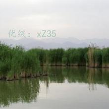 Բ