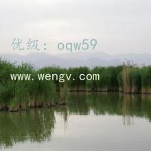 ʶ